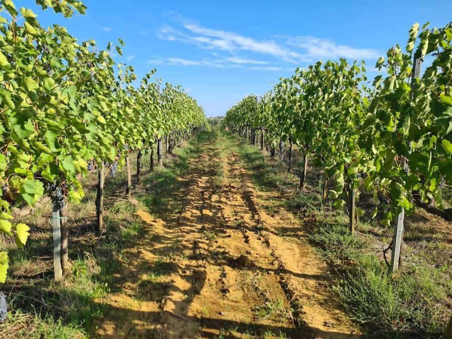 Montepulciano - La Casetta Del Pian Delle Noci Acquaviva  Екстериор снимка