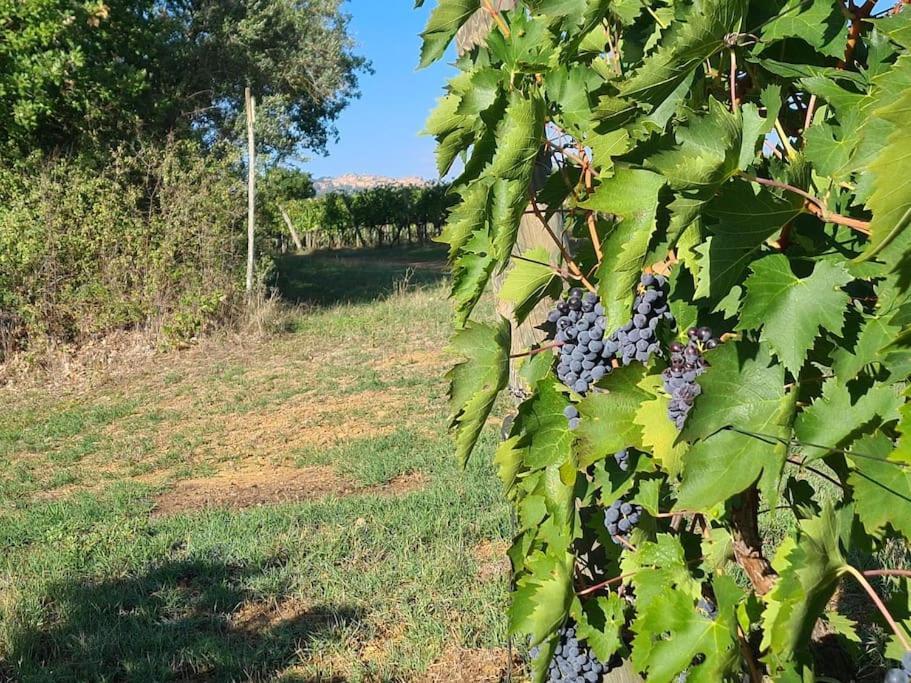 Montepulciano - La Casetta Del Pian Delle Noci Acquaviva  Екстериор снимка